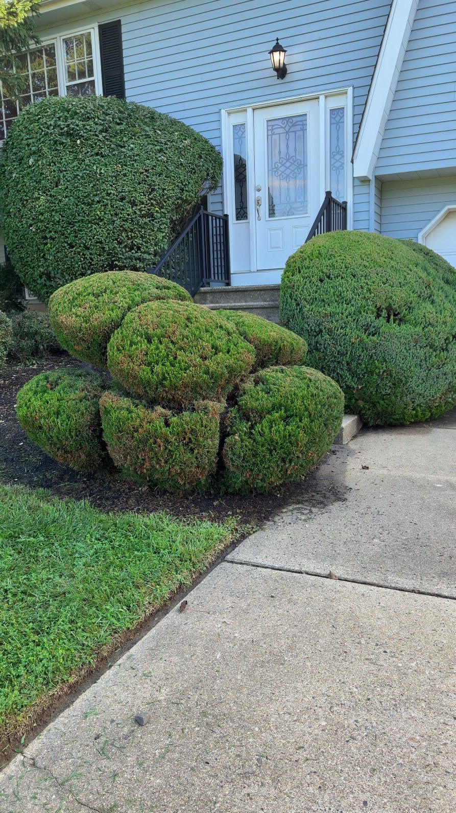 Precisely trimmed shrubs at a home entrance